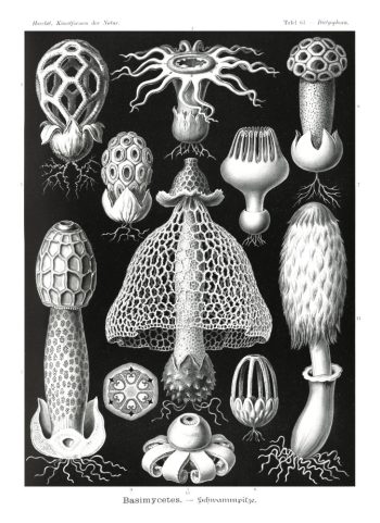 Planche scientifique vintage d'Ernst Haeckel (Kunstformen der Natur) représentant des champignons et basidiomycètes en noir et blanc, idéale pour un puzzle en bois de qualité.
