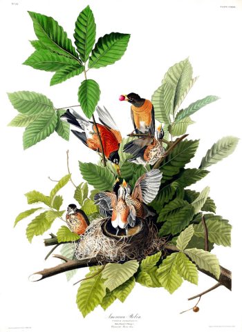 Illustration vintage de John James Audubon représentant un merle d'Amérique (American Robin) et son nid, idéale pour un puzzle en bois de qualité.