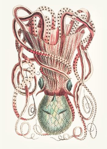 Planche scientifique vintage d'une pieuvre et de spécimens du milieu marin, idéale pour un puzzle en bois de qualité.