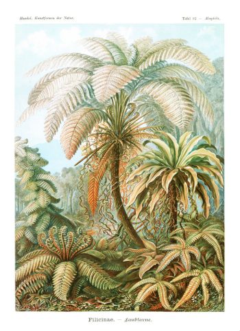Planche botanique vintage d'Ernst Haeckel (Kunstformen der Natur) représentant des fougères arborescentes (Filicinae), idéale pour un puzzle en bois de qualité.