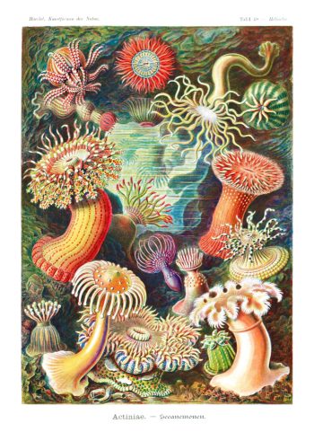 Planche scientifique vintage d'Ernst Haeckel (Kunstformen der Natur) représentant des anémones de mer (Actiniae) dans un décor sous-marin coloré, idéale pour un puzzle en bois de qualité.