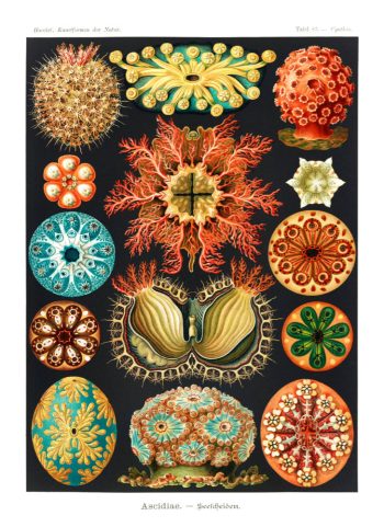 Planche scientifique vintage d'Ernst Haeckel (Kunstformen der Natur) représentant des ascidies et spécimens marins sur fond noir, idéale pour un puzzle en bois de qualité.