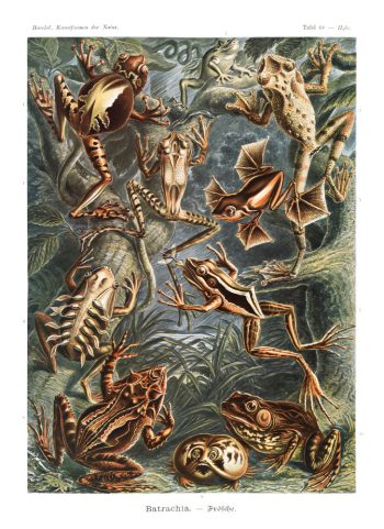 Planche scientifique vintage d'Ernst Haeckel (Kunstformen der Natur) représentant des batraciens et grenouilles, idéale pour un puzzle en bois de qualité.