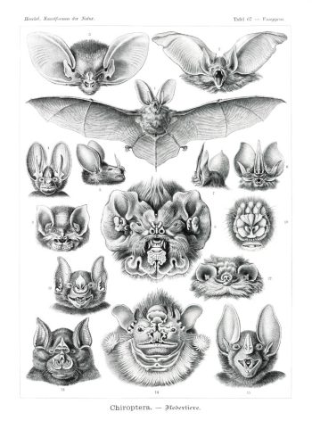 Planche scientifique vintage d'Ernst Haeckel (Kunstformen der Natur) représentant des chauves-souris et chiroptères, idéale pour un puzzle en bois de qualité.