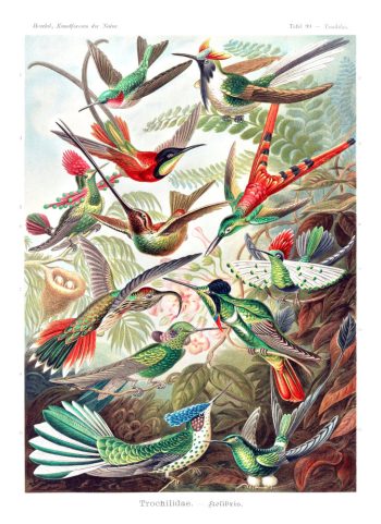 Planche scientifique vintage d'Ernst Haeckel (Kunstformen der Natur) représentant des colibris et trochilidés, idéale pour un puzzle en bois de qualité.
