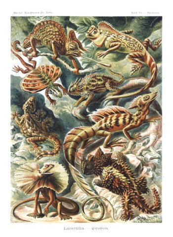 Planche scientifique vintage d'Ernst Haeckel (Kunstformen der Natur) représentant des lézards et reptiles (Lacertilia), idéale pour un puzzle en bois de qualité.