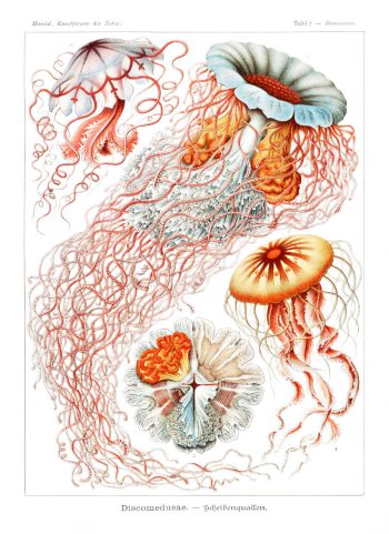 Planche scientifique vintage d'Ernst Haeckel (Kunstformen der Natur) représentant des méduses et discomeduses, idéale pour un puzzle en bois de qualité.