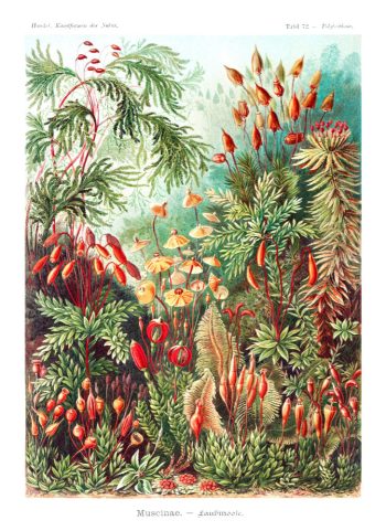Planche scientifique vintage d'Ernst Haeckel (Kunstformen der Natur) représentant des mousses et de la botanique, idéale pour un puzzle en bois de qualité.