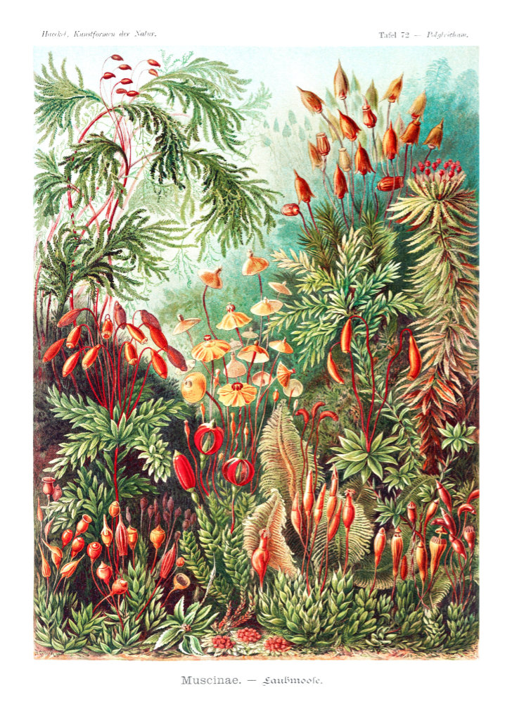 Planche scientifique vintage d'Ernst Haeckel (Kunstformen der Natur) représentant des mousses et de la botanique, idéale pour un puzzle en bois de qualité.