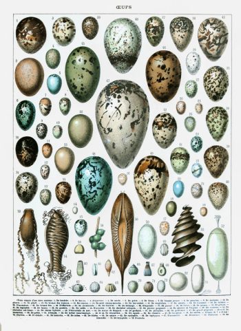 Planche scientifique vintage d'œufs et spécimens naturels, idéale pour un puzzle en bois de qualité.