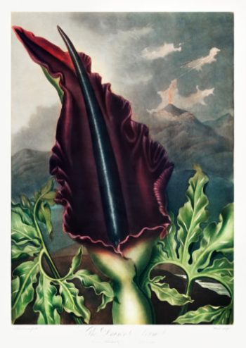 Planche artistique ancienne représentant un arum dragon devant un paysage d'éruption volcanique pour un puzzle d'art en bois.