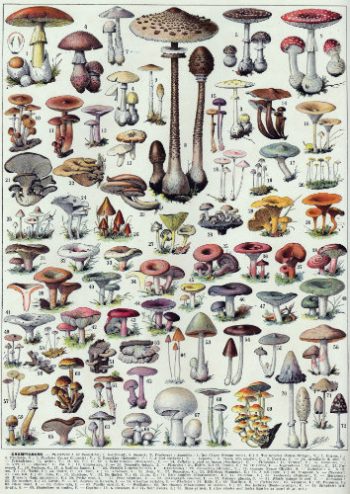 Planche iconographique ancienne présentant une grande variété de champignons sauvages pour la création d'un puzzle en bois.