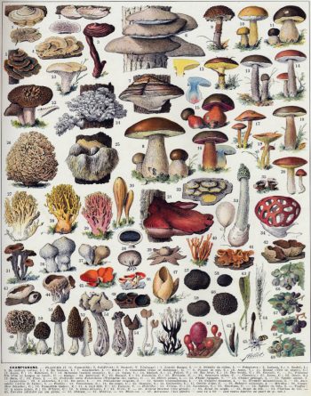 Reproduction d'une planche botanique ancienne détaillée, présentant une grande diversité de champignons avec leurs noms scientifiques, pour la création d'un puzzle en bois.