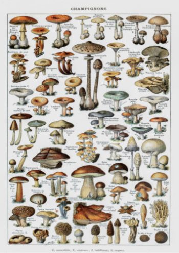 Planche iconographique ancienne présentant une grande variété de champignons sauvages pour la création d'un puzzle en bois.