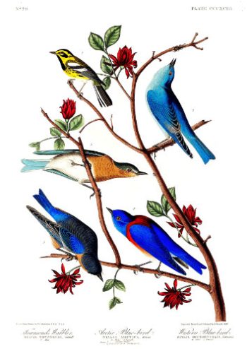 Illustration ornithologique colorée d'Audubon représentant des merles bleus et des passereaux parmi des branches fleuries, pour un puzzle en bois de qualité supérieure.