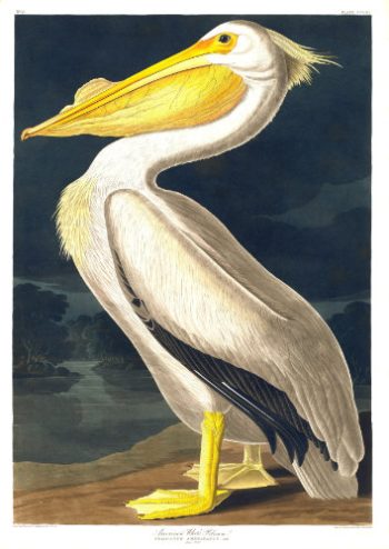 Illustration ornithologique classique d'un pélican blanc par Audubon, destinée à la fabrication d'un puzzle en bois haut de gamme.