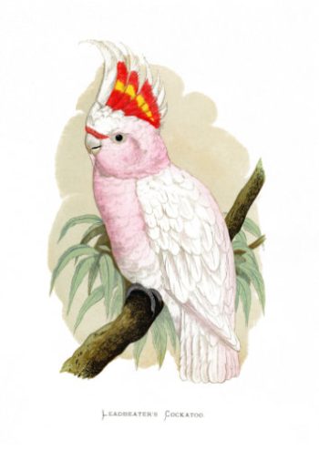 Illustration vintage et colorée d'un cacatoès de Leadbeater perché sur une branche, idéale pour un puzzle en bois haut de gamme.