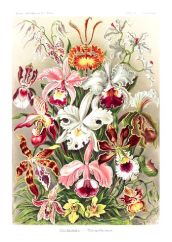 Planche botanique ancienne présentant une collection variée d'orchidées pour un puzzle d'art en bois.