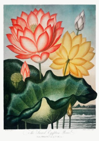 Planche artistique ancienne représentant des fleurs de lotus sacré sur fond aquatique pour un puzzle d'art en bois.