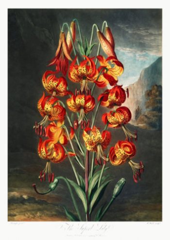 Magnifique illustration ancienne d'un lys tigré aux teintes flamboyantes, destinée à un puzzle en bois de fabrication artisanale.