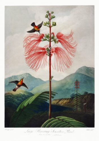 Planche artistique ancienne représentant un mimosa sensible avec des colibris pour un puzzle d'art en bois.
