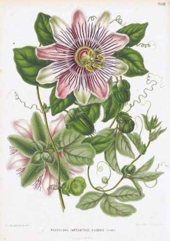 Planche botanique ancienne représentant une magnifique passiflore Impératrice Eugénie pour un puzzle d'art en bois.