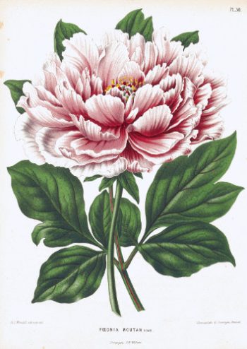 Planche botanique ancienne représentant une magnifique pivoine Moutan rose pour un puzzle d'art en bois.