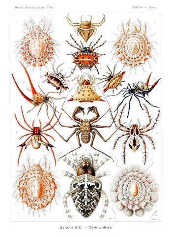 Planche scientifique vintage d'Ernst Haeckel (Kunstformen der Natur) représentant des arachnides et araignées, idéale pour un puzzle en bois de qualité.