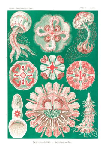 Planche scientifique ancienne de discoméduses aux teintes vertes et rouges, prête pour la fabrication d'un puzzle en bois.