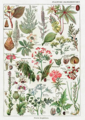Planche botanique scientifique vintage illustrant différentes variétés de plantes dangereuses pour un puzzle d'art en bois.