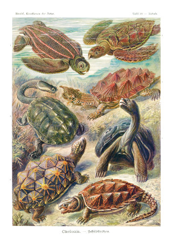 Planche scientifique ancienne de tortues et chéloniens aux superbes détails naturalistes,