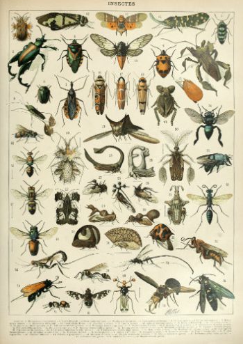 Planche entomologique ancienne représentant une grande variété d'insectes détaillés, conçue pour la fabrication d'un puzzle en bois.