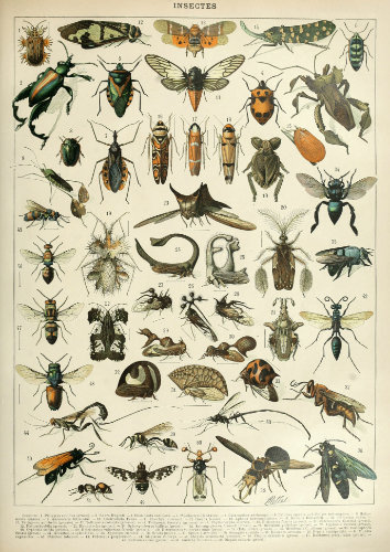 Planche entomologique ancienne représentant une grande variété d'insectes détaillés, conçue pour la fabrication d'un puzzle en bois.