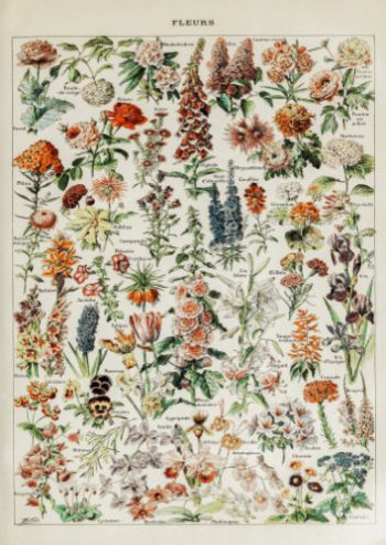 Planche d'étude botanique ancienne regroupant une multitude de fleurs colorées pour un puzzle d'art en bois.