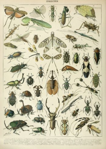 Planche entomologique ancienne riche en illustrations d'insectes variés, prête pour la fabrication d'un puzzle en bois haut de gamme.