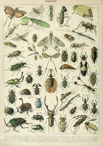 Planche entomologique ancienne riche en illustrations d'insectes variés, prête pour la fabrication d'un puzzle en bois haut de gamme.