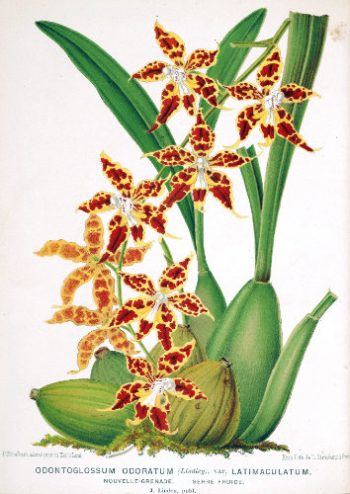 Planche botanique ancienne de l'orchidée Odontoglossum odoratum pour un puzzle d'art en bois.