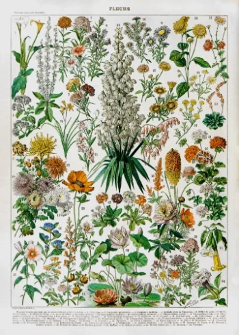 Puzzle en bois pour adultes représentant une planche botanique ancienne de fleurs et plantes (Fleurs II)