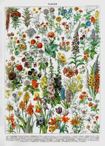 Puzzle en bois pour adultes représentant une planche botanique ancienne de fleurs et plantes (Fleurs III)