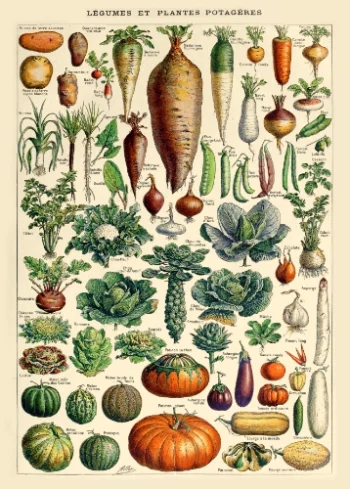 Puzzle en bois pour adultes représentant une planche naturaliste ancienne de légumes et de plantes potagères