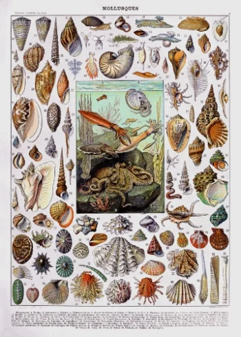 Puzzle en bois pour adultes représentant une planche naturaliste ancienne de mollusques et coquillages