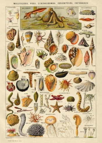 Puzzle en bois pour adultes représentant une planche naturaliste ancienne de mollusques, vers, échinodermes et coquillages