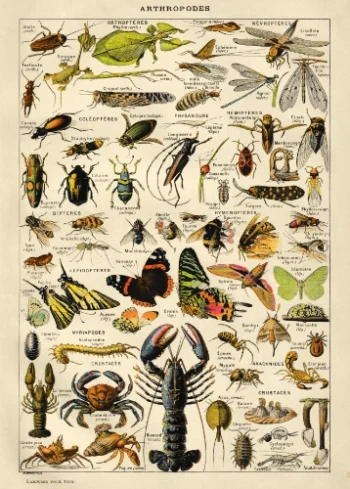 Planche scientifique vintage d'arthropodes et insectes (insectes, crustacés, arachnides, myriapodes) idéale pour un puzzle en bois éducatif et décoratif.