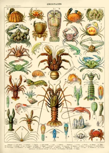 Planche scientifique vintage de crustacés (crabes, homards, crevettes) idéale pour un puzzle en bois éducatif et décoratif.