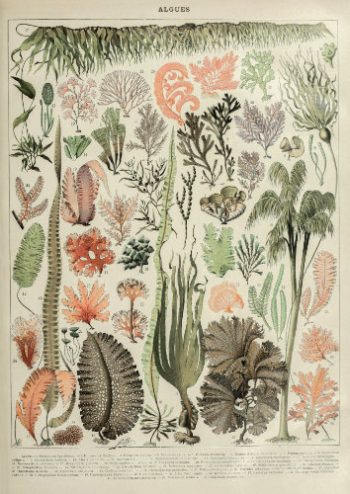 Planche botanique ancienne illustrant une collection d'algues marines scientifiques multicolores sur fond beige.