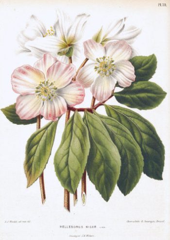 Planche botanique ancienne représentant des hellébores noirs, aussi appelés roses de Noël, pour un puzzle d'art en bois.