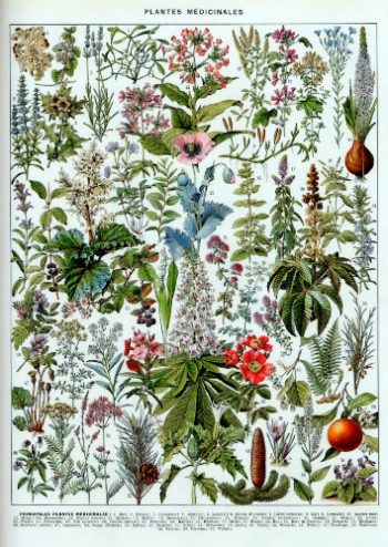 Planche botanique ancienne illustrant les principales plantes médicinales, conçue pour un puzzle en bois de qualité.