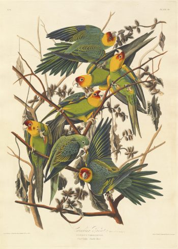 Planche d'histoire naturelle ancienne de John James Audubon représentant un groupe de conures de Caroline aux plimages vert vif et à la tête orangée perchées dans un arbre dryade.