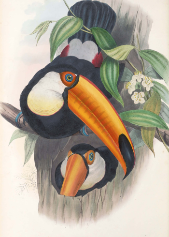 Planche d'histoire naturelle ancienne représentant deux toucans toco (Ramphastos toco) au plumage noir, gorge blanche et grand bec jaune-orange, près d'un tronc d'arbre fleurie.