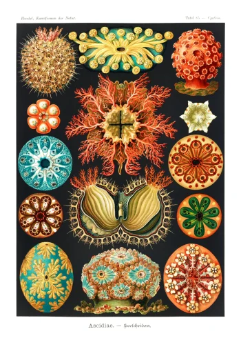 Puzzle en bois représentant des ascidies d'Ernst Haeckel, illustrant la beauté des formes marines.